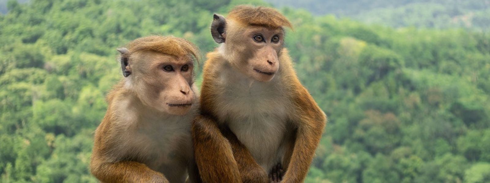 Sri Lanka's monkeys to be exported to China?